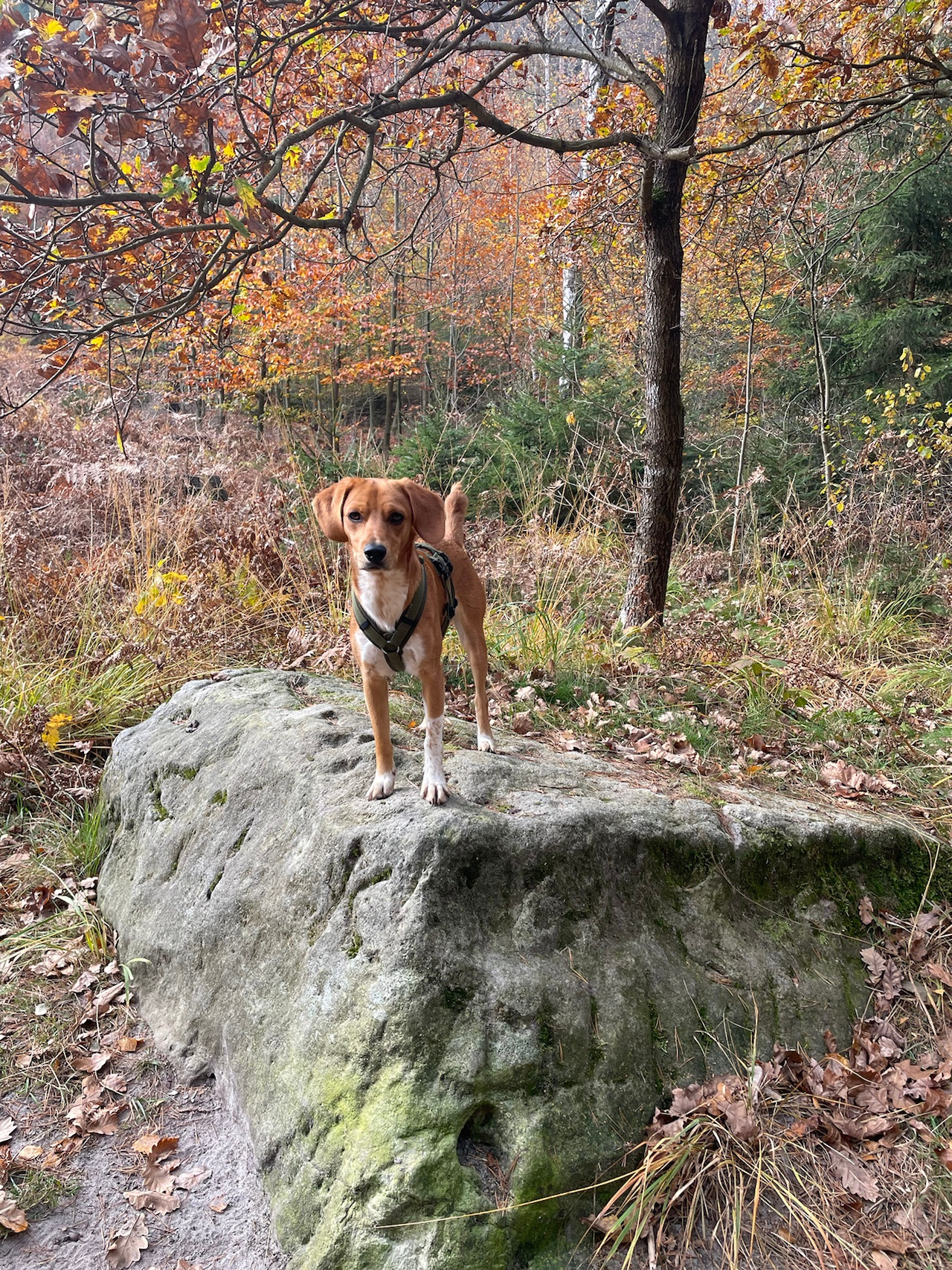 Linus auf einem Felsen im herbstlichen Wald
